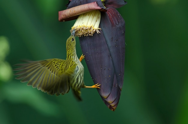 Spiderhunter (Arachnothera magna)