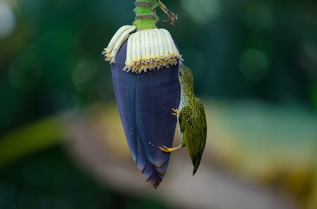 Spiderhunter (Arachnothera magna)