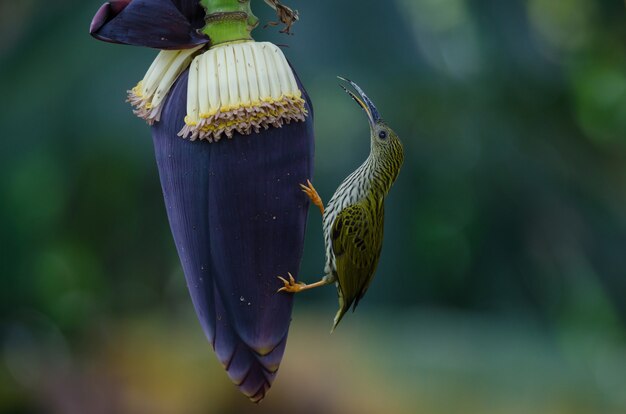 Spiderhunter (Arachnothera magna)