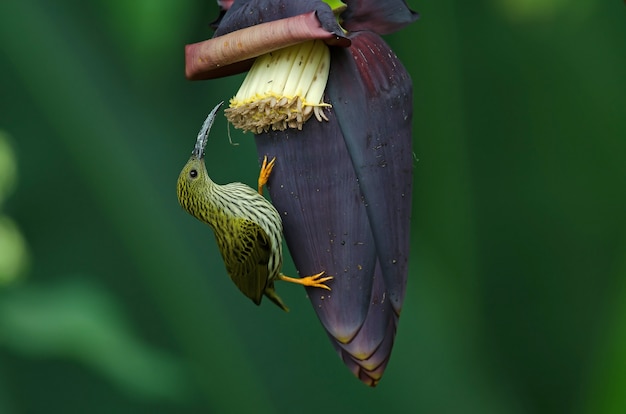 Spiderhunter (Arachnothera magna)