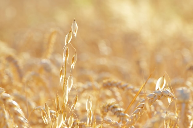 spiga d'avena nell'ora d'oro