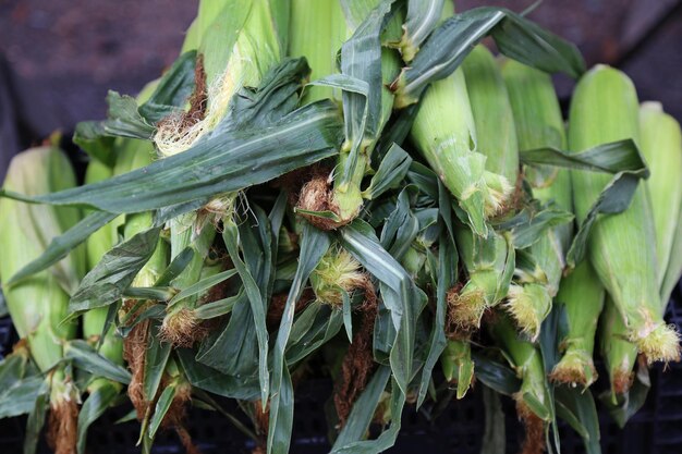 Spiga di grano da vicino sul mercato agricolo locale frutti succosi eco Shopping prodotti biologici Drogheria sana Mercato estivo stagione autunnale Foto di alta qualità