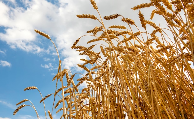 Spiga di grano dorata che cresce nel campo