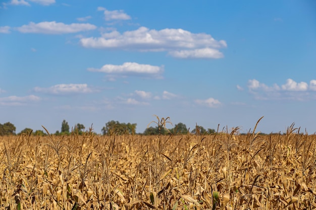 Spiga di grano dorata contro il cielo