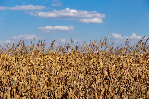 Spiga di grano dorata contro il cielo