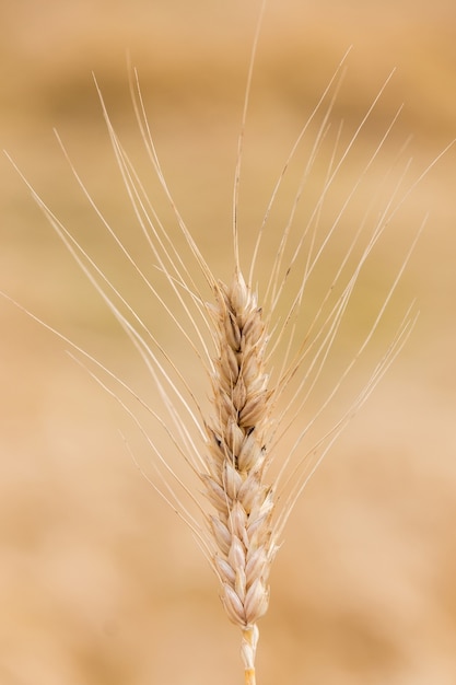 Spiga di grano dorato su un campo