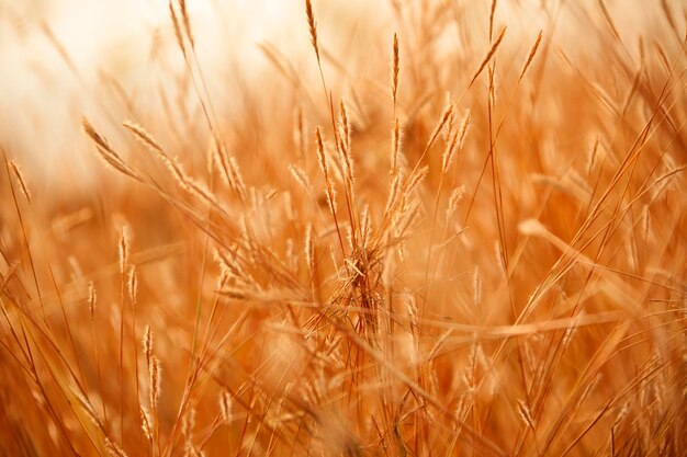 Spiga di grano e raggi del sole