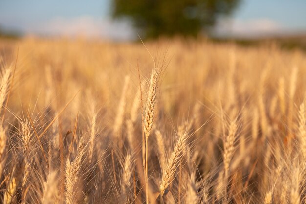 Spiga di grano in maturazione in un campo nell'Europa orientale