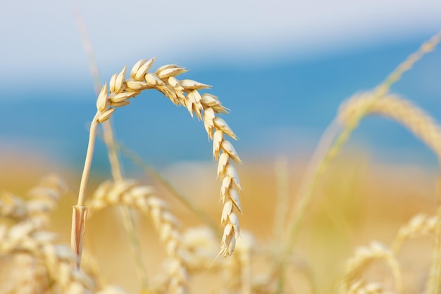 spiga di grano matura nell'ora d'oro