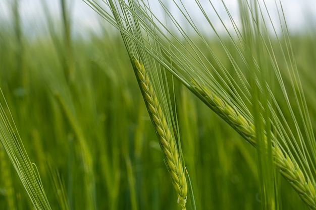 Spiga di grano verde da vicino in natura