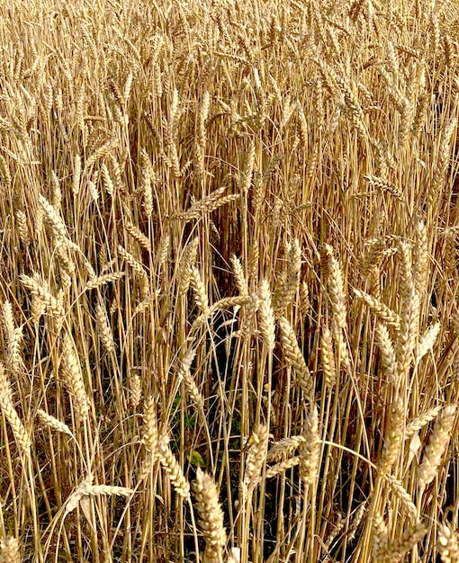 Spighe di campo di grano con grani. Raccogli la crescita della natura. Azienda agricola.