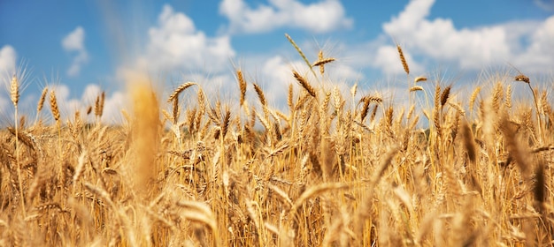 Spighe di campo di grano di grano dorato sopra l'immagine panoramica del bel cielo