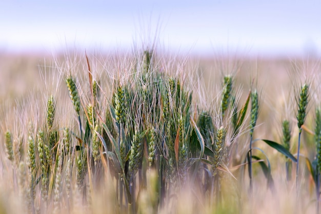 Spighe di campo di grano. Spighe di maturazione del campo di grano