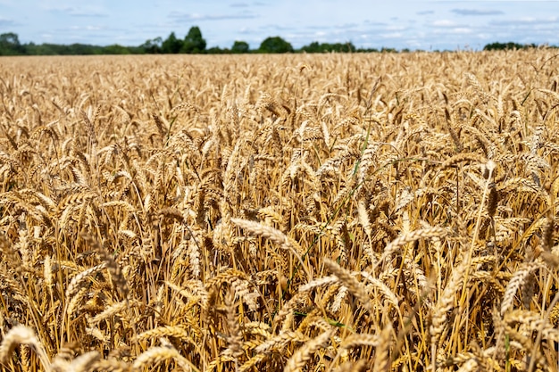 Spighe di cereali nel campo