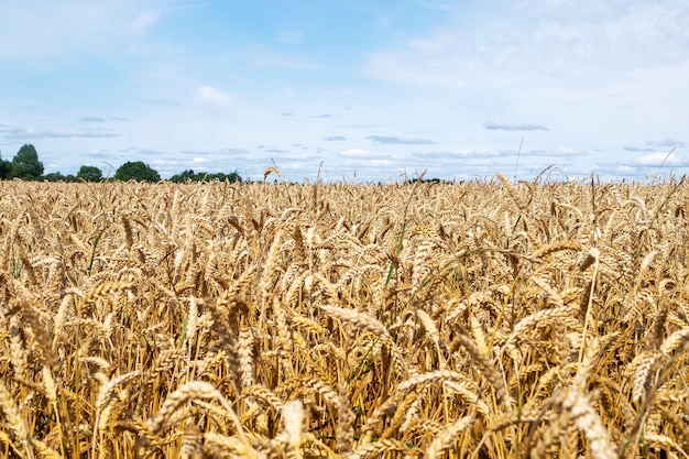 Spighe di cereali nel campo