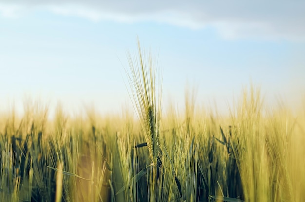 Spighe di giovane segale verde nel campo Paesaggi rurali alla luce del sole al tramonto contro un cielo blu fuoco morbido selettivo profondità di campo