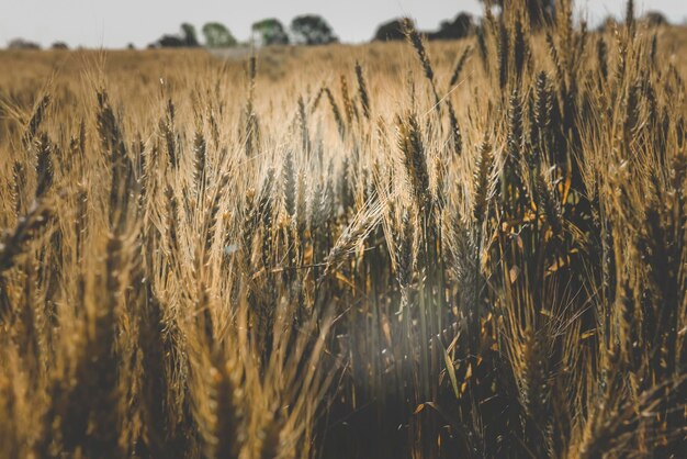 Spighe di grano a La Pampa Argentina