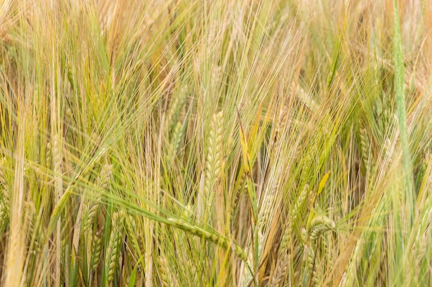 Spighe di grano come sfondo