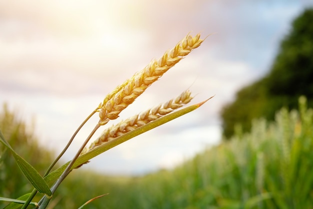 Spighe di grano contro campo e cielo