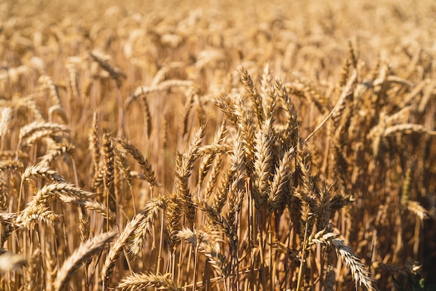 Spighe di grano dorate mature Campo di grano Spighe di grano dorato da vicino Il concetto di piantare e raccogliere un ricco raccolto Paesaggio rurale