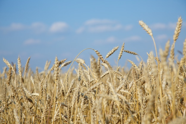 Spighe di grano dorato da vicino.