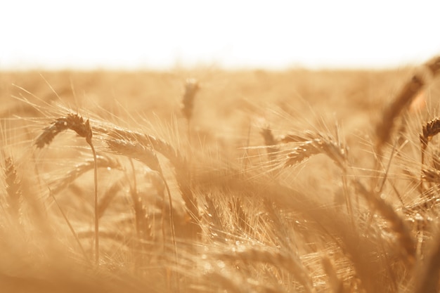 Spighe di grano dorato sul campo da vicino