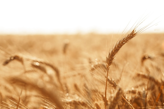 Spighe di grano dorato sul campo da vicino