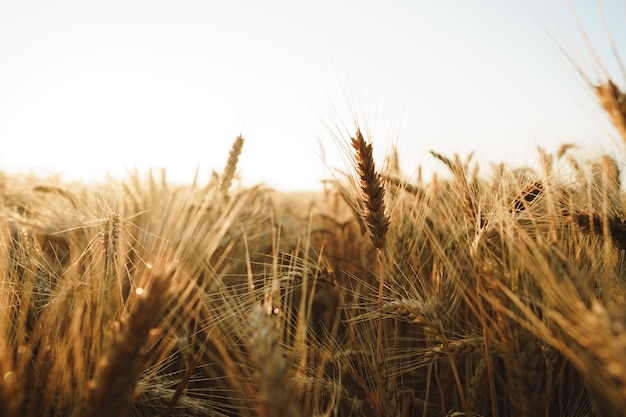 Spighe di grano dorato sul campo da vicino