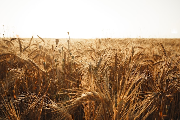 Spighe di grano dorato sul campo da vicino