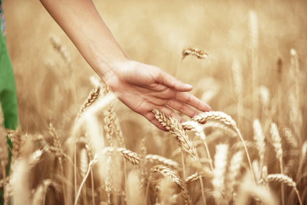 Spighe di grano e la mano