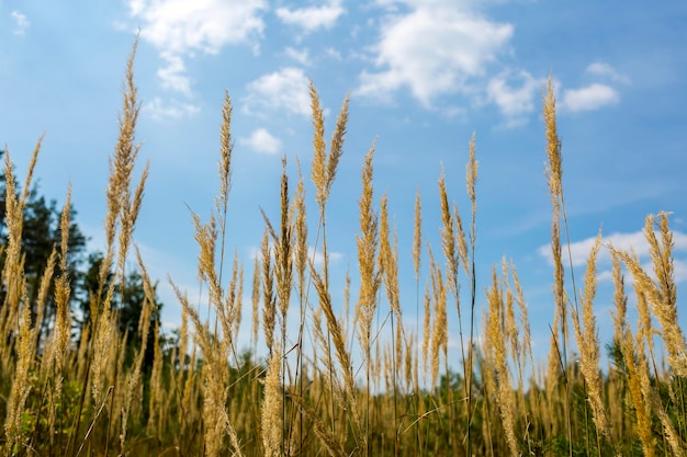 Spighe di grano gialle alte sullo sfondo della natura del cielo blu dell'Ucraina