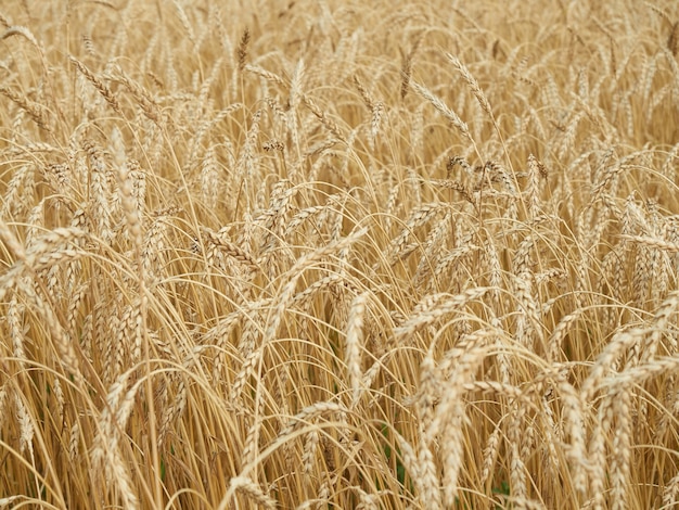 Spighe di grano gialle e mature