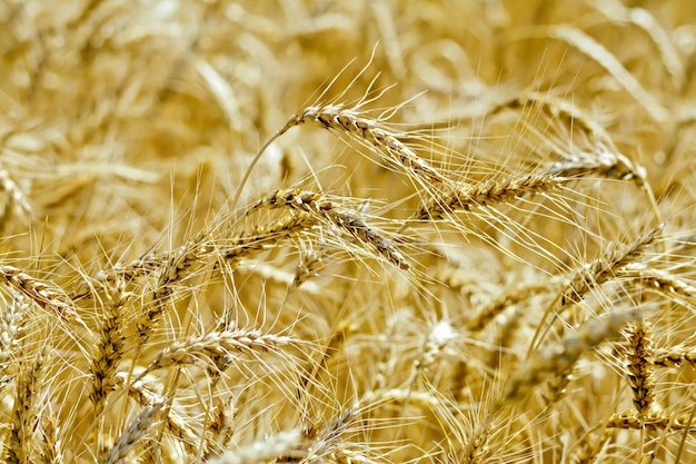 Spighe di grano gialle mature su un campo di sfondo