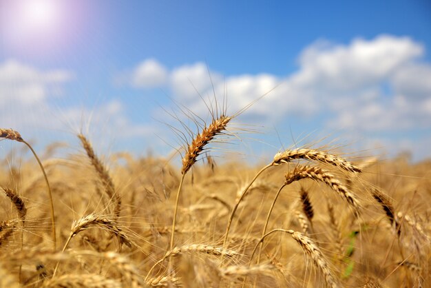 Spighe di grano giallo maturo