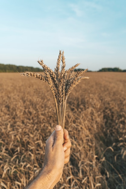 Spighe di grano in mano sullo sfondo di un campo di grano estivo al tramonto che coltiva agricoltura e ...