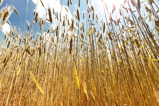 Spighe di grano in maturazione su sfondo con cielo nuvoloso con sole Bella estate campagna natura Silenzio calma pace concetto