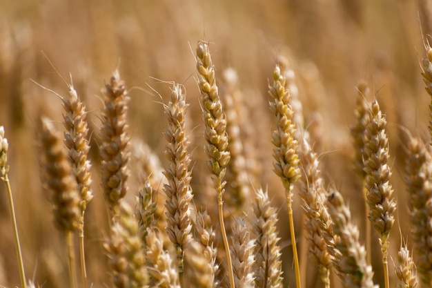 Spighe di grano in un campo di cereali in gambo estivo e grano