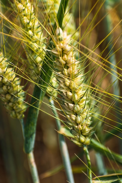 Spighe di grano in un campo di cereali in gambo estivo e grano