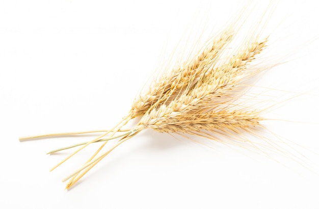 Spighe di grano isolate su bianco