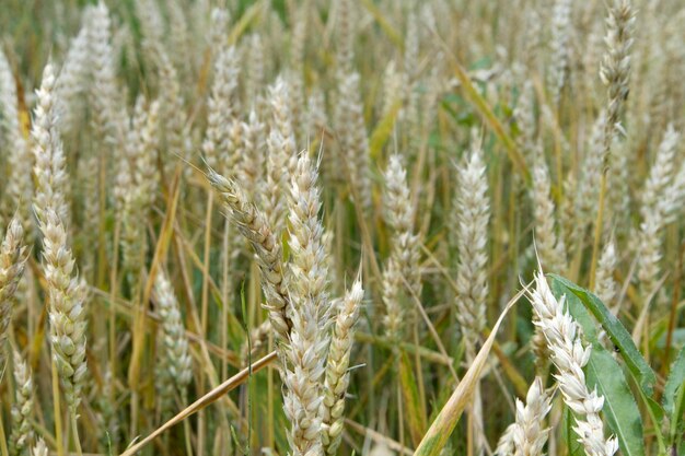 Spighe di grano mature come sfondo giallo morbido naturale Primo piano Il raccolto di cereali è pronto per la raccolta