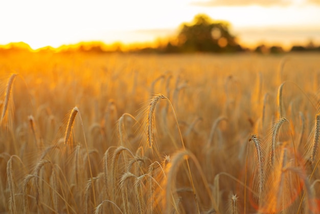 Spighe di grano mature dorate sul campo