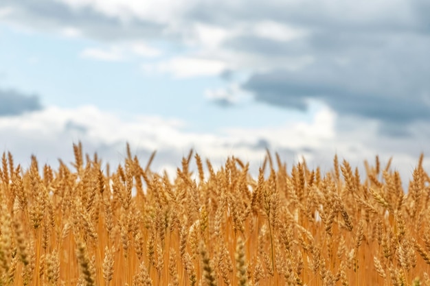 Spighe di grano mature sullo sfondo di un cielo nuvoloso