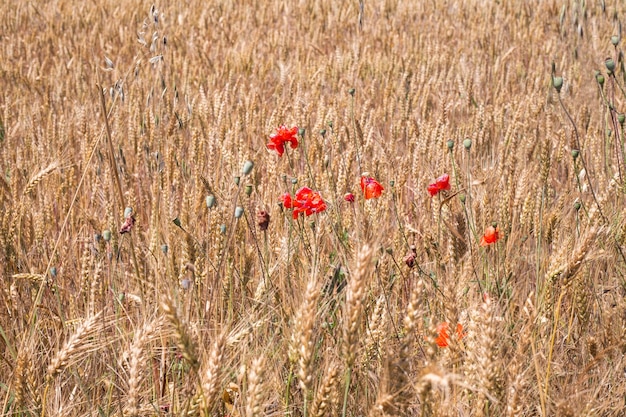 Spighe di grano maturo e papaveri rossi nel campo Raccolta del grano