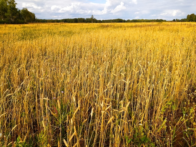 Spighe di grano maturo in autunno su un grande campo sotto un cielo azzurro con nuvole in Siberia