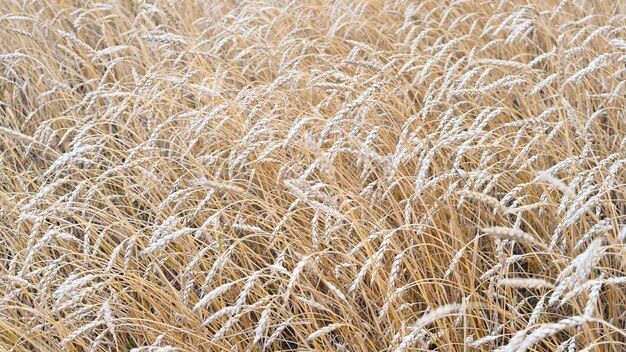 Spighe di grano maturo ondeggiano nel primo piano del vento