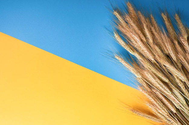 Spighe di grano maturo sulla bandiera dell'Ucraina Il problema del trasporto del grano e il concetto di crisi alimentare mondiale Vista dall'alto Mock up