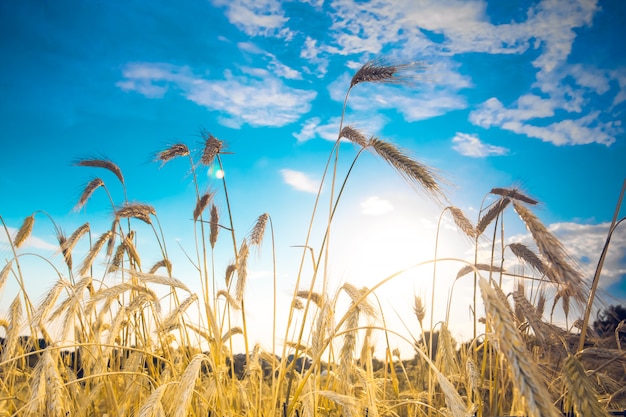 Spighe di grano maturo