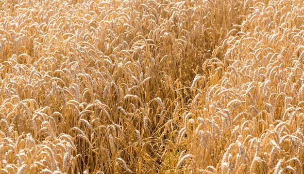 Spighe di grano nei campi dell'Inghilterra