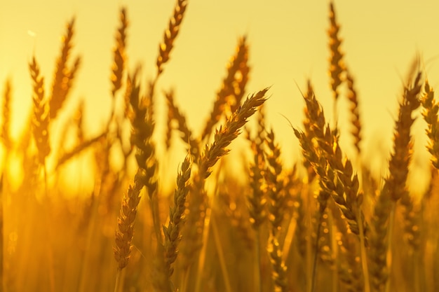 Spighe di grano nel tramonto