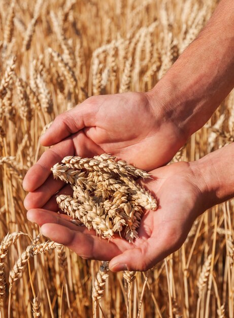 Spighe di grano nelle mani dell'uomo